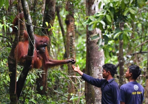 Image of an Orangutang in forest trees taking food from handlers